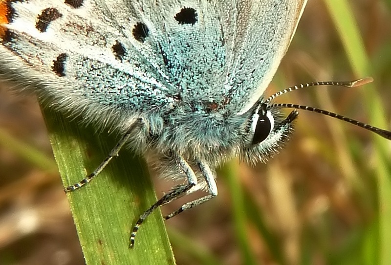 aiuto per un Plebejus